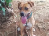 Chien marron et blanc de 3 ans prêt pour l'adoption