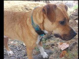 Chien marron et blanc de 3 ans prêt pour l'adoption