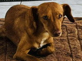 Chienne au pelage fauve de 4 ans à adopter