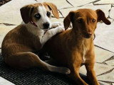 Chienne au pelage fauve de 4 ans à adopter