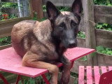 Chienne au pelage fauve charbonné de 2 ans en quête d'un foyer