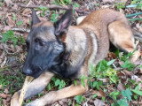 Chienne au pelage fauve charbonné de 2 ans en quête d'un foyer
