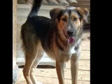 Chien noir et feu de 2 ans à la recherche d'une famille