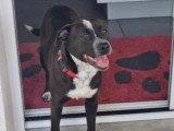Chienne d'un an disponible à l'adoption