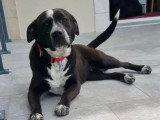 Chienne d'un an disponible à l'adoption