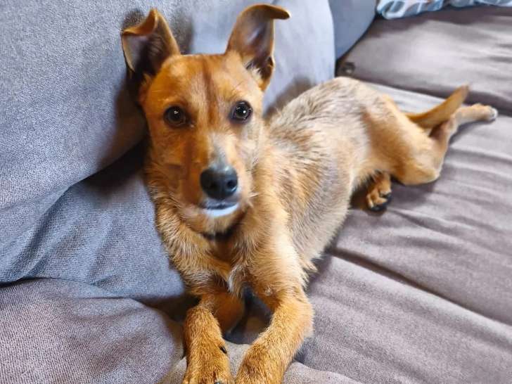 Chien Podengo Portugais marron d'un an en attente d'un foyer