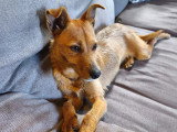 Chien Podengo Portugais marron d'un an en attente d'un foyer