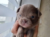 Chiots Chihuahua à poil long à vendre