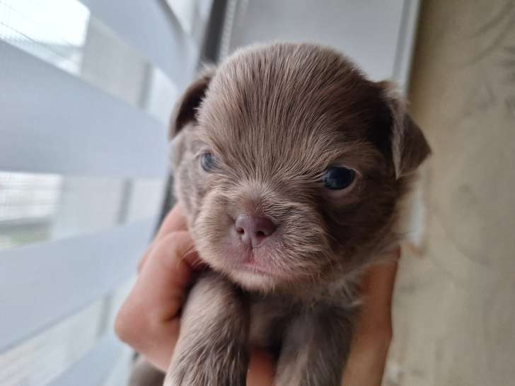 Chiots Chihuahua à poil long à vendre