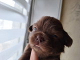 Chiots Chihuahua à poil long à vendre