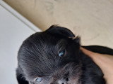 Chiots Chihuahua à poil long à vendre