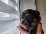 Chiots Chihuahua à poil long à vendre