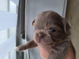 Chiots Chihuahua à poil long à vendre