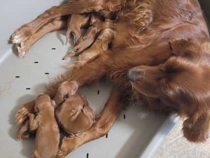 Chiots Setter Irlandais LOF à réserver
