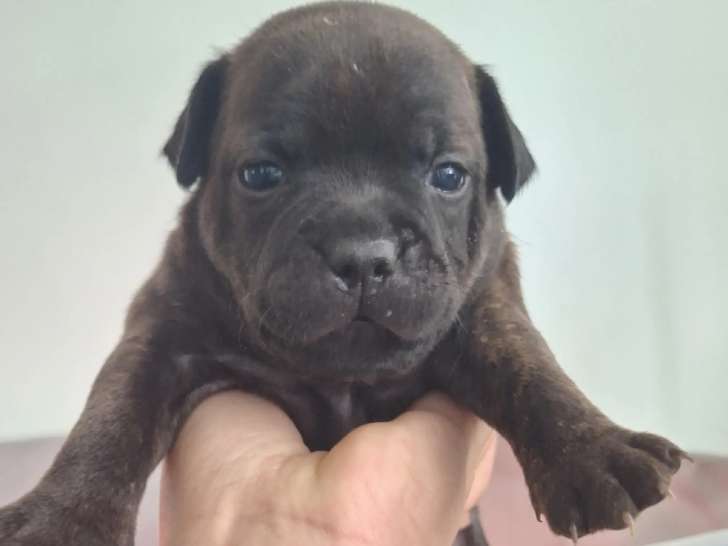 Magnifiques chiots Staffordshire Bull Terrier LOF à vendre