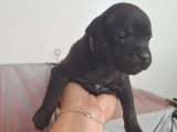 Magnifiques chiots Staffordshire Bull Terrier LOF à vendre