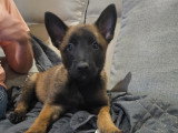 Chiot femelle Malinois à vendre