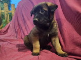 Chiot femelle Malinois à vendre