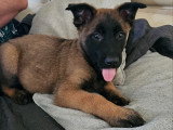 Chiot femelle Malinois à vendre
