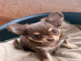 Chiots femelles Chihuahua à vendre