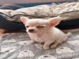 Chiots femelles Chihuahua à vendre