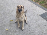 Hâthier, Malinois croisé Berger Suiise à donner