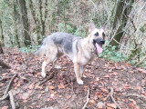 Hâthier, Malinois croisé Berger Suiise à donner