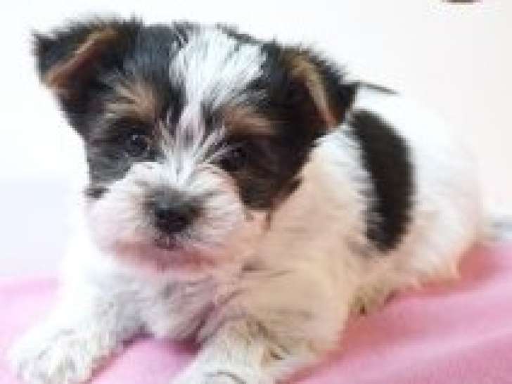 Adorables chiots Biewer Yorkshire à vendre en animalerie