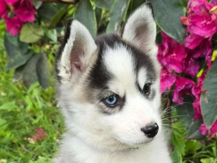 Chiots Pomsky F3 à vendre