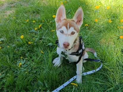 Chiot mâle de type Husky Sibérien à vendre