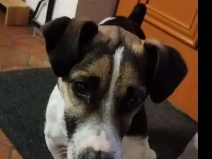 À la recherche d'une famille : chien Jack Russell Terrier tricolore de 4 ans