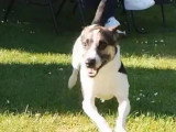 À la recherche d'une famille : chien Jack Russell Terrier tricolore de 4 ans