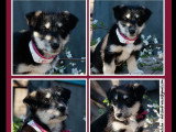 Adoption disponible : chiot femelle au pelage noir et beige de 4 mois