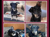 En attente d'un foyer : chiot femelle au pelage noir et feu de 7 mois