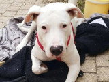 À adopter : chienne Dogue Argentin blanche d'un an