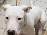 À adopter : chienne Dogue Argentin blanche d'un an