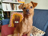 Prêt pour l'adoption : chien Pinscher Nain fauve d'un an