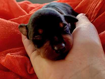 Chiots de type Pinscher Nain à vendre (3 femelles & 2 mâles)