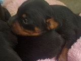 Chiots de type Pinscher Nain à vendre (3 femelles & 2 mâles)