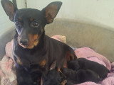 Chiots de type Pinscher Nain à vendre (3 femelles & 2 mâles)