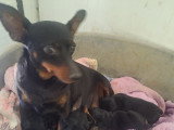 Chiots de type Pinscher Nain à vendre (3 femelles & 2 mâles)