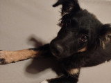 Dama, chiot femelle affectueuse à adopter en association