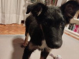 Dama, chiot femelle affectueuse à adopter en association