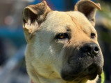 Rox, croisé Bully et Chow Chow à adopter en association