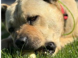 Rox, croisé Bully et Chow Chow à adopter en association