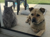 Rox, croisé Bully et Chow Chow à adopter en association