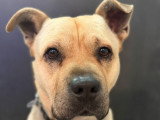 Rox, croisé Bully et Chow Chow à adopter en association