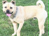 Rox, croisé Bully et Chow Chow à adopter en association