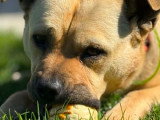 Rox, croisé Bully et Chow Chow à adopter en association