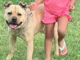 Rox, croisé Bully et Chow Chow à adopter en association